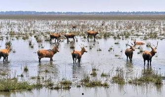 麋鹿之乡,探寻麋鹿之乡的自然奇观与生态魅力